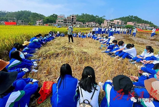 南宫2816年了佛山这家学校学生来怀集学农喂鸡、割禾样样会！(图1)