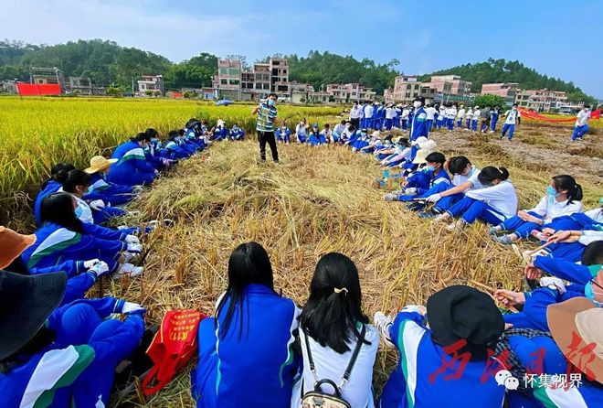 南宫2816年了佛山这家学校学生来怀集学农喂鸡、割禾样样会！(图2)