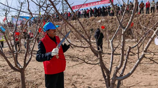 南宫NG·28(中国)官方网站宁夏中卫海原县甘城乡举办红梅杏果树修剪技能大赛(图1)